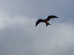 FZ023440 Red kite (Milvus milvus).jpg